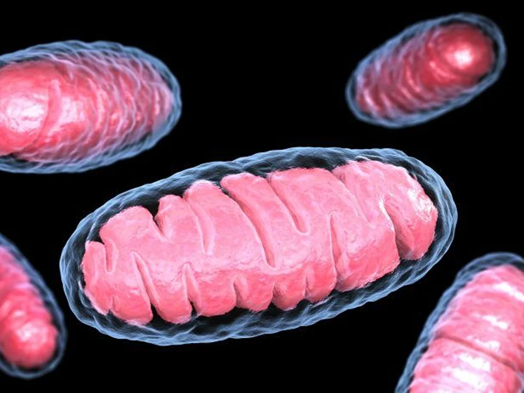 Mitochondrial Function Testing — cellular energy production assessment